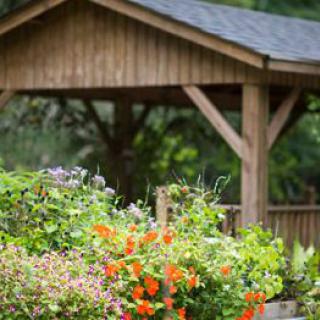 A lush garden with vibrant orange flowers and a rustic wooden structure in the background.