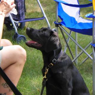 A black Labrador retriever sits on the grass outdoors, looking up attentively near some foldable chairs.