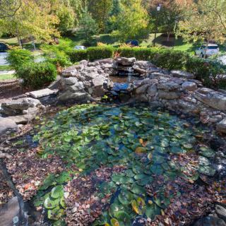 A tranquil garden pond with water lilies surrounded by lush greenery and stone features.