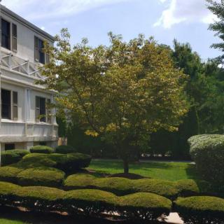A well-manicured garden with a tree and bushes in front of a house on a sunny day.