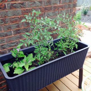 A raised planter box with green plants on a wooden deck.