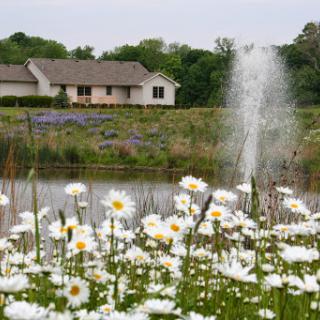 A serene landscape featuring a blooming patch of daisies in the foreground, a tranquil pond with a fountain, and a cozy house nestled in the greenery.