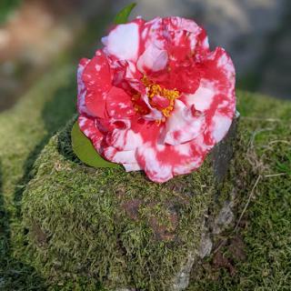 A beautiful red and white camellia flower resting on moss.