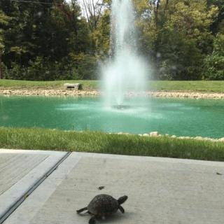 A turtle approaches a pond with a central fountain in a peaceful outdoor setting.