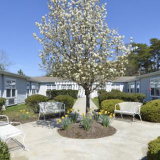 A peaceful courtyard featuring a blossoming tree surrounded by benches and well-maintained landscaping.