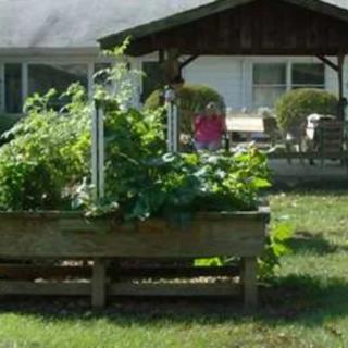 Raised garden beds in a backyard with a house in the background.