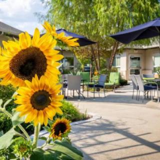 A sunny garden patio area with vibrant sunflowers and outdoor seating.