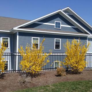 A charming blue house surrounded by vibrant yellow shrubs and a decorative fence.