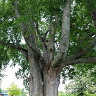 A sturdy tree with a thick trunk and lush green foliage.