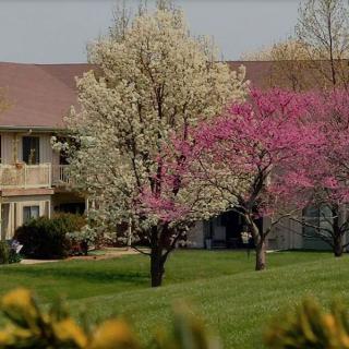 Springtime scene with blooming trees in a landscaped area near a residential building.