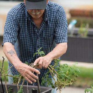 A man tending to plants in an outdoor garden.