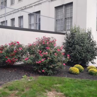 A vibrant garden featuring blooming flowers and lush greenery beside a building.