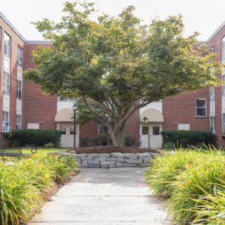 A scenic view of a tree surrounded by buildings with a landscaped pathway leading up to it.