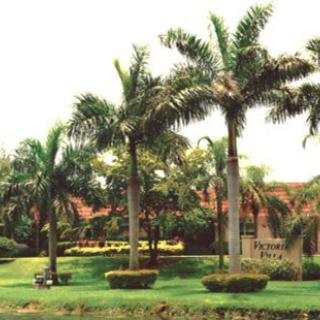 A well-maintained garden featuring tall palm trees and lush greenery.
