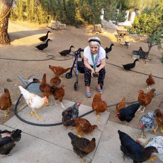 A person sitting outside surrounded by chickens and ducks on a farm.
