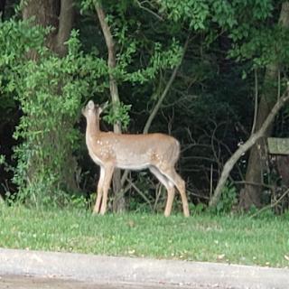 A deer standing peacefully by the edge of the forest.