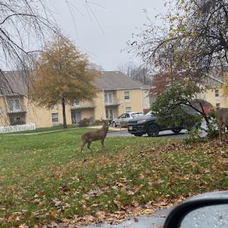 A deer standing in a grassy area of a suburban neighborhood during the autumn season.