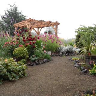 A beautifully landscaped garden featuring a gravel pathway leading to a wooden pergola surrounded by diverse plants and flowers.