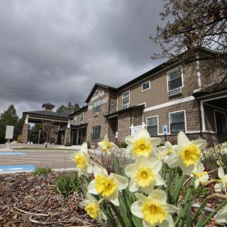 A cluster of daffodils in full bloom with a building and cloudy sky in the background.