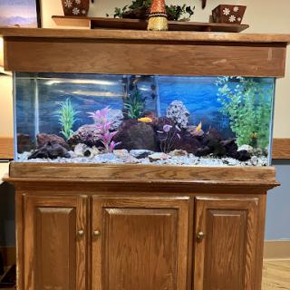 A vibrant aquarium featuring colorful fish and decorative plants, housed in a wooden cabinet.