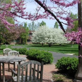 A peaceful garden scene with blossoming trees and wooden benches.