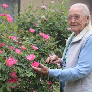 An elderly woman tending to a vibrant rose garden.