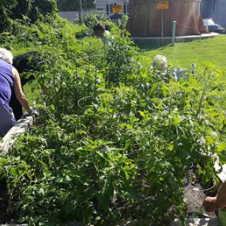 A vibrant vegetable garden with lush tomato plants and people tending to the crops under the sun.
