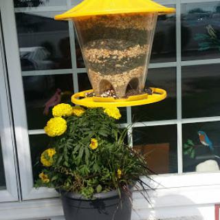 A vibrant yellow bird feeder accompanied by blooming marigold flowers adds a cheerful touch to the outdoor space.