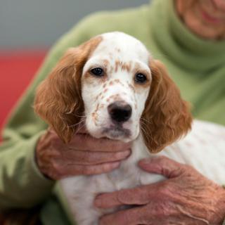 A person holding a puppy with brown and white fur indoors.