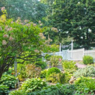 A lush garden with various plants and a white fence in the background.