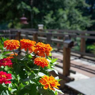 Vibrant zinnias bloom near a rustic wooden bridge on a sunny day.