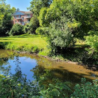 A serene view of a calm stream reflecting the lush greenery surrounding it.