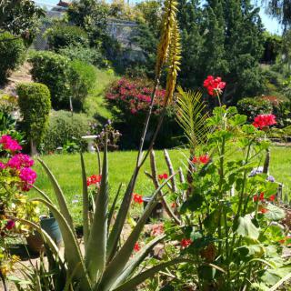 A vibrant garden filled with diverse plants and colorful flowers under a clear blue sky.