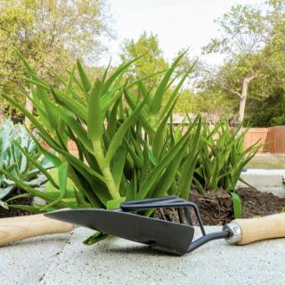 Gardening tools resting near green plants in an outdoor garden.