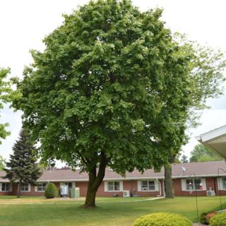 A lush green tree standing in a residential area.