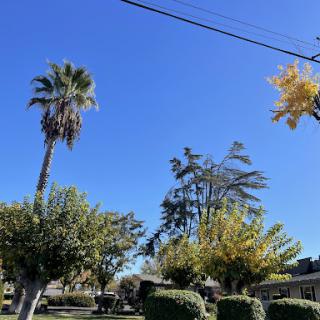 A sunny day featuring palm trees and lush greenery under a clear blue sky.