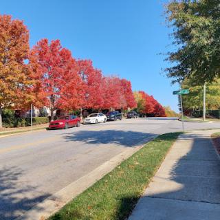 A serene autumn day showcasing vibrant red and orange trees lining the street under a clear blue sky.