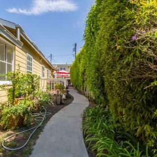 A narrow pathway bordered by a tall hedge and a house on a sunny day.