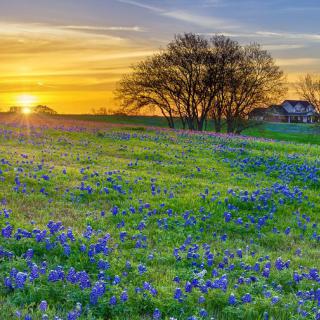 A scenic sunset illuminates a field dotted with bluebonnets, creating a tranquil spring landscape.
