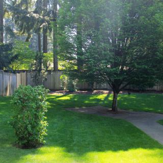 A sunlit backyard garden with lush green grass and trees.