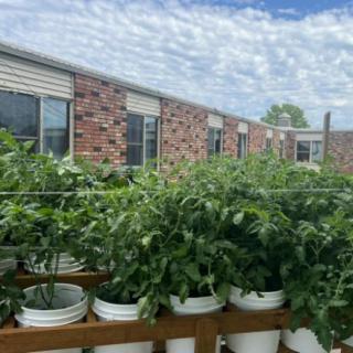 Container garden with lush green plants on a sunny day.