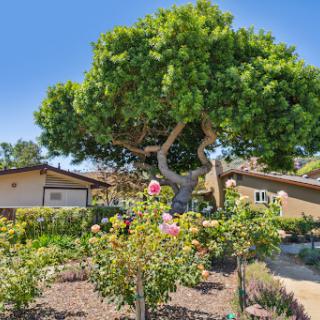 A lush garden featuring vibrant flowers and a large tree, complemented by two cozy houses under a clear blue sky.