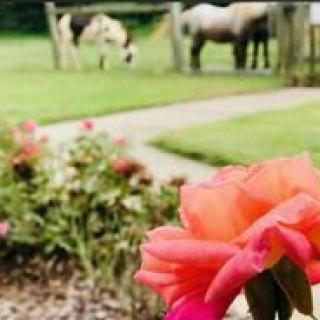 A vibrant garden with roses in the foreground and horses grazing in the pasture.