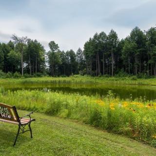 A serene view of a bench overlooking a pond surrounded by lush greenery and tall trees.