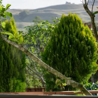 A scenic view of green trees with hills in the background.
