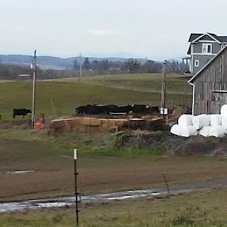 A serene rural scene featuring cattle grazing near a barn with hay bales in a picturesque landscape.