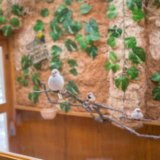 A serene moment captured with birds perched on a branch amidst lush greenery.