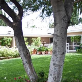 A serene garden view with trees in the foreground and a house in the background.