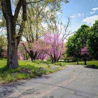 A serene pathway lined with trees and vibrant pink blossoms on a sunny day.