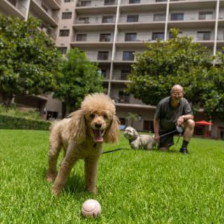 A poodle plays with a ball on the grass while a man and another dog in the background enjoy the park near an apartment building.